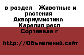  в раздел : Животные и растения » Аквариумистика . Карелия респ.,Сортавала г.